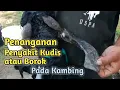 Download Lagu KANG UUT -  Penanganan Kambing kena Kudis atau borok karena kandang tidak bersih / ternak kambing