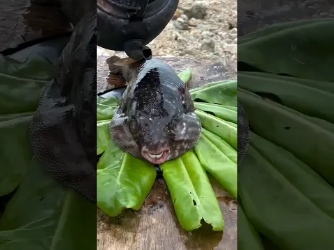 Às vezes o animal lembra quem é o selvagem #animais #bichos #curioso
