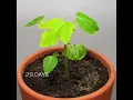 Growing Papaya tree - #timelapse #papaya #shorts