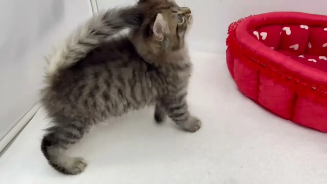 動画