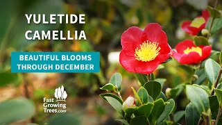 Yuletide Camellia YouTube Video Banner
