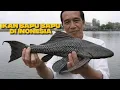 Lagu Asal usul ikan sapu sapu tersebar di indonesia, dan penyebab kenapa ikan ini sangat kuat 