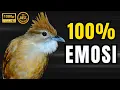 Download Lagu 🔴 PANCINGAN KAPAS TEMBAK BAHAN SUARA MERANGSANG EMOSI JADI GACOR
