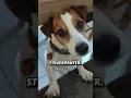 Lagu https://vm.tiktok.com/ZGdm1uaU9/       der Beste Hund der Welt ganzes video ist verlinkt #tierwelt