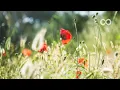 Download Lagu Beautiful Relaxing Music - Calm Piano Music \u0026 Guitar Music (Peaceful Morning)