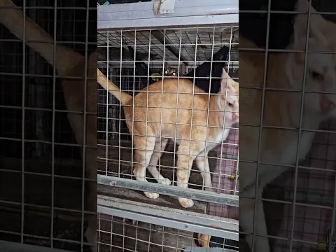 Dẻ rất ga lăng với Gấm Báo #khethui #cat