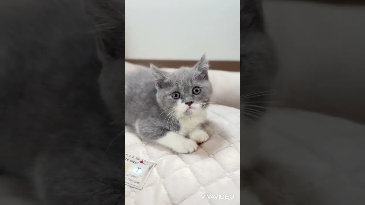 動画