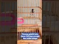 Download Lagu Burung gelatik batu anakan gacor isian prenjak dan kolibri kelapa