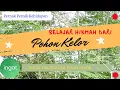 Download Lagu KELOR || DUNIA TAK SELEBAR DAUN KELOR || KHASIAT DAUN KELOR ||  AWAS ADA MITOS || MORINGA OLEIFERA.