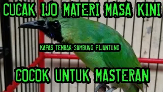 masteran cucak ijo materi masa kini suara kapas tembak sambung pijantung