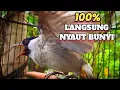 Download Lagu KUTILANG GACOR TARUNG buat pancingan KUTILANG agar bunyi jadikan BURUNG KUTILANG gacor