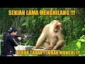 Download Lagu Beruk tahan tembak !!! Muncul lagi di sitinjau lauik, setelah sekian lama menghilang.