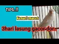 Download Lagu Cara mengatasi kenari macet bunyi  habis mabung, setres dan kurang birahi