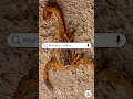 Download Lagu What Does A Scorpion Sting Feel Like?
