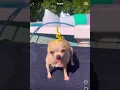 Download Lagu Ep 121 - Teletubbies Doggo Version