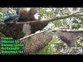 Lagu Rezeki Nomplok Dapat Rombongan Sarang Lebah Dikayu Ambruk #bee #honey #lebah #hutan #panenmaduhutan 