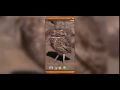 Cute Owl Live Wallpaper