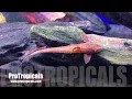 Download Lagu Black Marbled Whiptail & Red Loricaria sp. / Catfish Identification / Loricaria similima