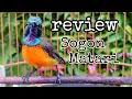 Download Lagu REVIEW BURUNG SOGON MATAHARI | SOGON MATARI | KOLIBRI MATARI | BURUNG MADU MATARI