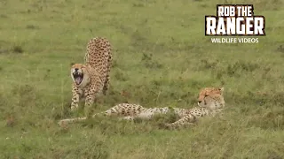 Look At These BEAUTIFUL Cheetah Sisters! - Maasai Mara Safari | Zebra Plains