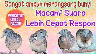 Download masteran pancingan perkutut lokal gacor lebih ampuh langsung nyaut macam macam Suara MP3