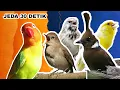 Download Lagu Blackthroat | Love Bird | Cililin | Kenari | Sikatan Londo | MASTERAN
