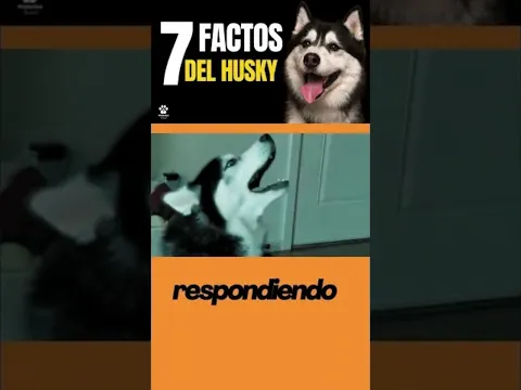 La verdad de tenerlos  #mascotas #perro #perros #husky #huskysiberiano #comportamientocanino