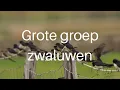 Download Lagu De zwaluwen groeperen zich / Flocks of swallows #436