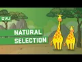 Natural Selection Explained
