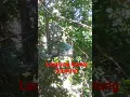 Download Lagu langsung nempel kenak suara pikat