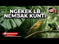 Download Lagu Spesial Masteran Umbaran Tembakan Panjang Panjang Kenari Isian LoveBird vs Cucak Cungkok Gacor Kunti