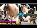 Download Lagu SHEHENSHA-E-HIND🤩173KG BIGGEST KOTA of INDIA with UMAR KGF and MMGF🥵