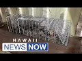 Hawaii inspectors trap raccoon in shipping container from Maryland