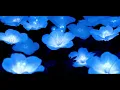 ｔｈｅ　ｂｉｏｌｕｍｉｎｅｓｃｅｎｃｅ　ｏｆ　ｔｈｅ　ｎｉｇｈｔ　（ｓｌｏｗｅｄ　／／　ｒｅｖｅｒｂ）