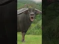 Download Lagu funny sound of buffalo #sound #buffalo #animals #shortsfeed #shorts #short