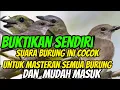 Download Lagu Wajib di Coba Suara burung kancilan jernih cocok untuk masteran murai#burung#masteran