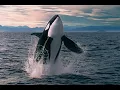 Head In The Ocean - (Original Instrumental)