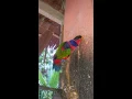 Lagu Burung nuri ngakak bisa godain Cewe_Part 1