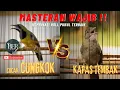 Download Lagu CUCAK CUNGKOK VS KAPAS TEMBAK GACOR !! KOMBINASI ISIAN WAJIB #cucakcungkokgacor #kapastembak