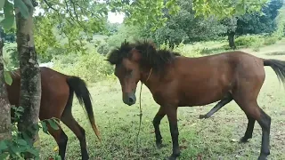 horse power coco and tata