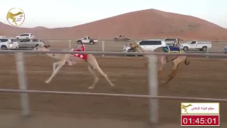 الشوط 2 شاهين لـ سعيد علي بن وحير الدرعي 4 31 61 شارة الديوان 2023 1 2 حقايق الرقيعات 