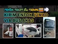 Lagu *CARA KIRIM ENTOK MENGGUNAKAN BUS* | *KIRIM ANAK ENTOK JUMBO KE MADURA*