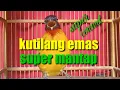 kutilang emas nembak super cerewet
