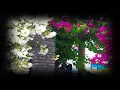 MFO - BODRUM BODRUM (Music Video)