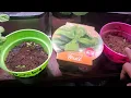 New 3 Family Dollar grow kit Knowledge is BwanaBrown KuwanBrown brown
