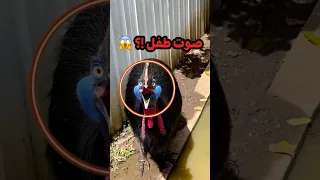اغرب صوت ممكن تشوفه طائر بصوت طفل دندنها
