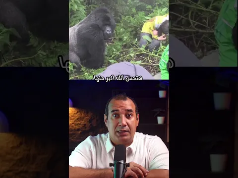 لا تنظر ابدا في عين الغوريلا وانزل علي الارض