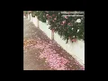 WATERGUN (Hovvdy cover) - JAPANESE HEART SOFTWARE