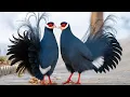 Download Lagu Maak Kennis met de Mooiste Vogels van China — Zeldzaam, Koninklijk en Stralend