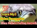 Download Lagu Siulan ikan Gabus Paling Ampuh 💯% Buat Pikat buktikan sendiri